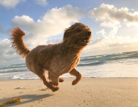 dog running on beach