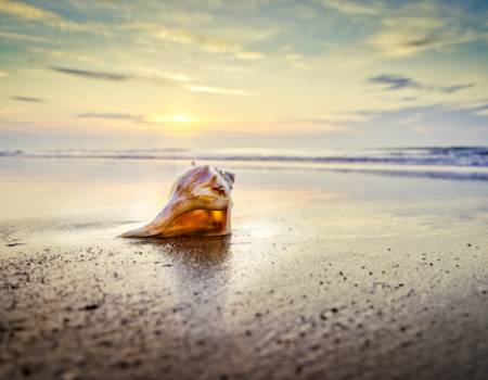 shell on beach