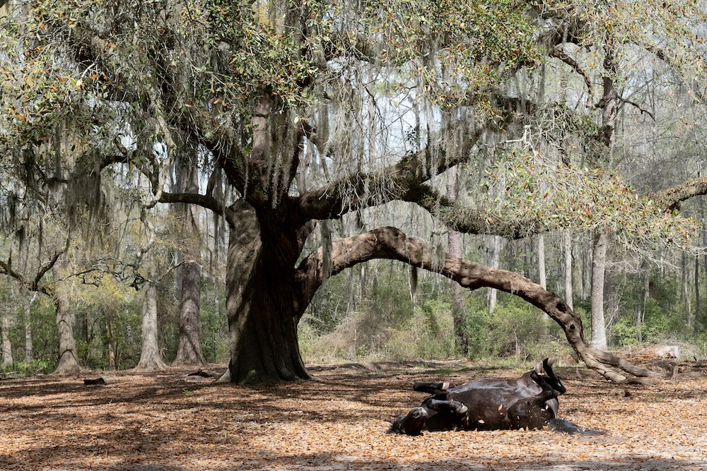 Old oak tree at Brookgreen Gardens